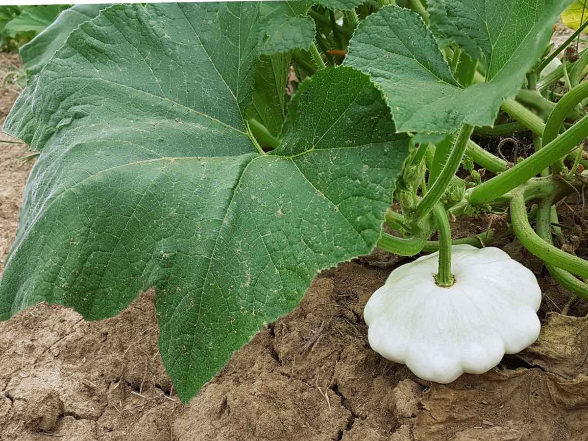 Pattypan Squash How To Grow And Cook P Tisson