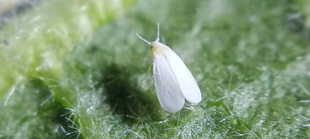 Whitefly