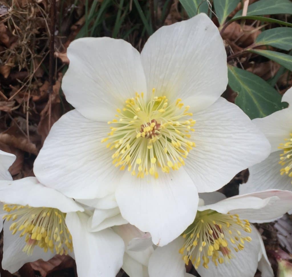 Hellebore, a flower for the cold