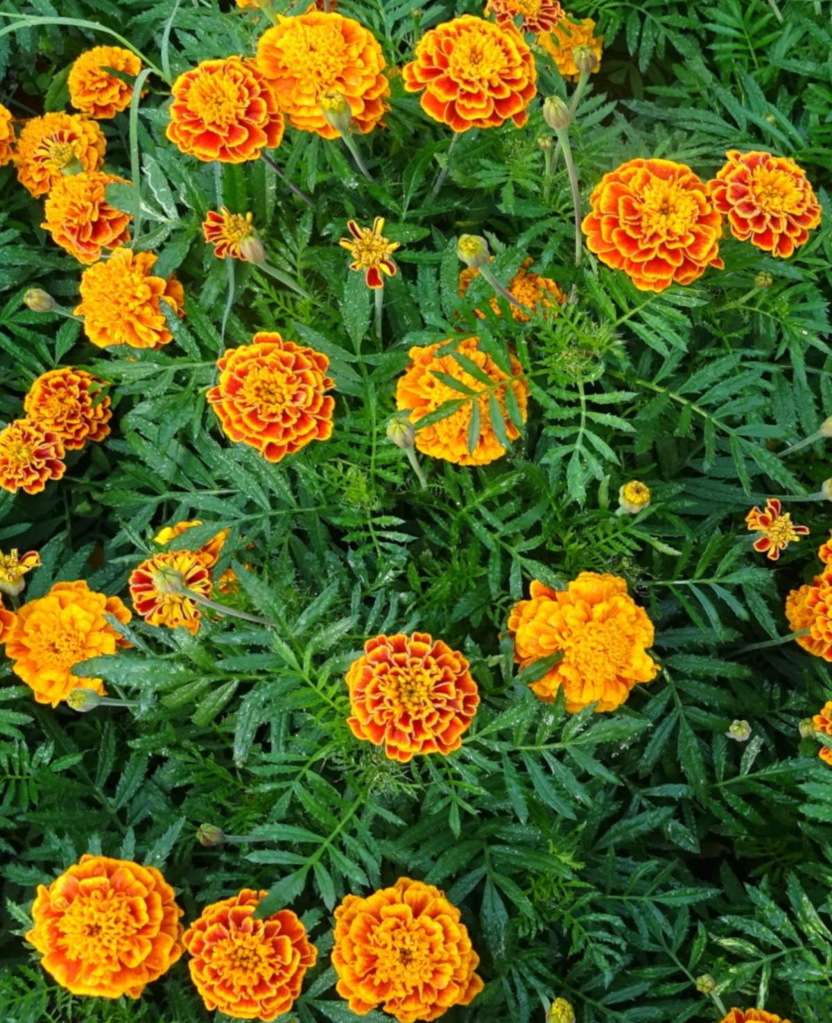 French marigolds from above