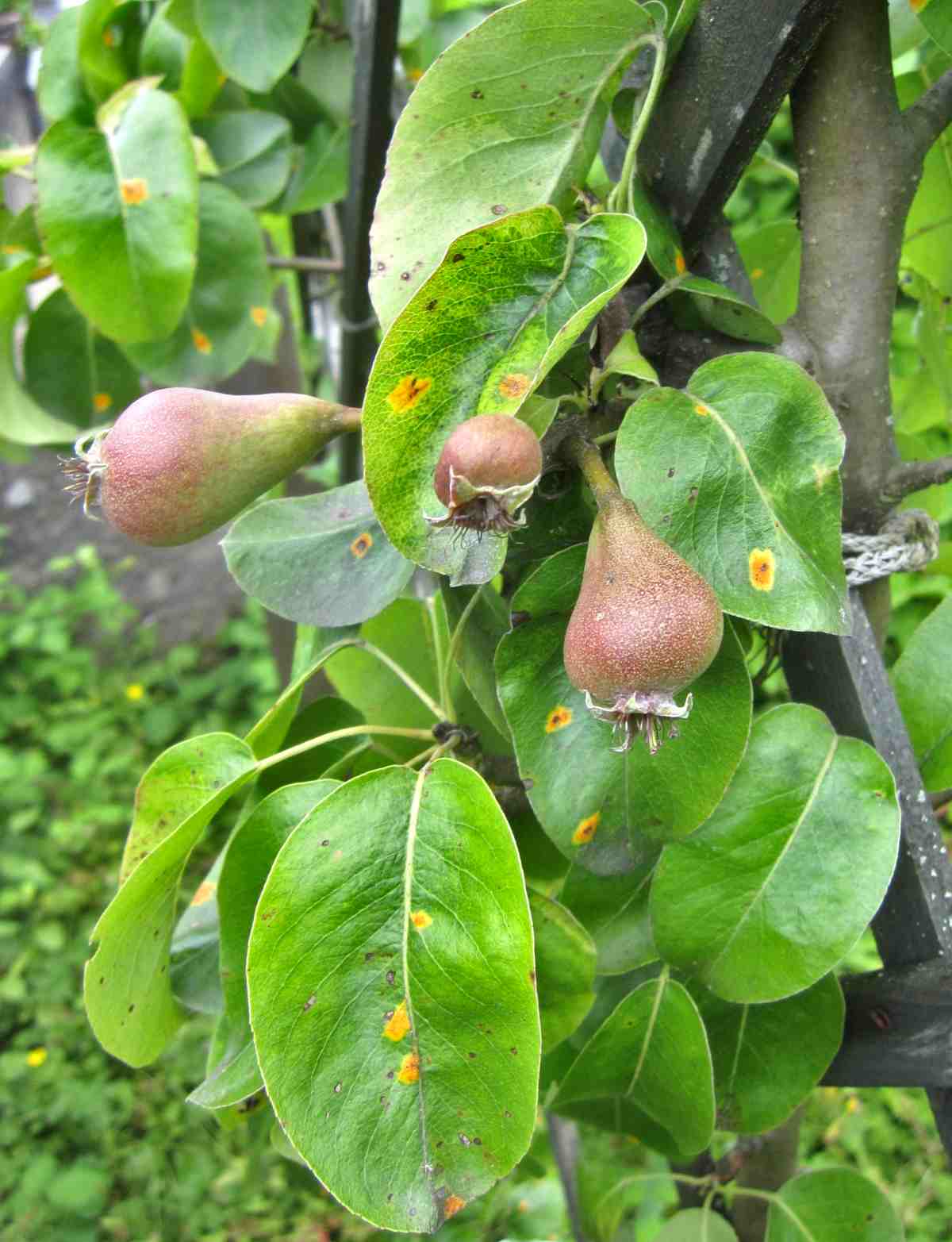 Beurré Hardy pear tree - planting, pruning, harvest