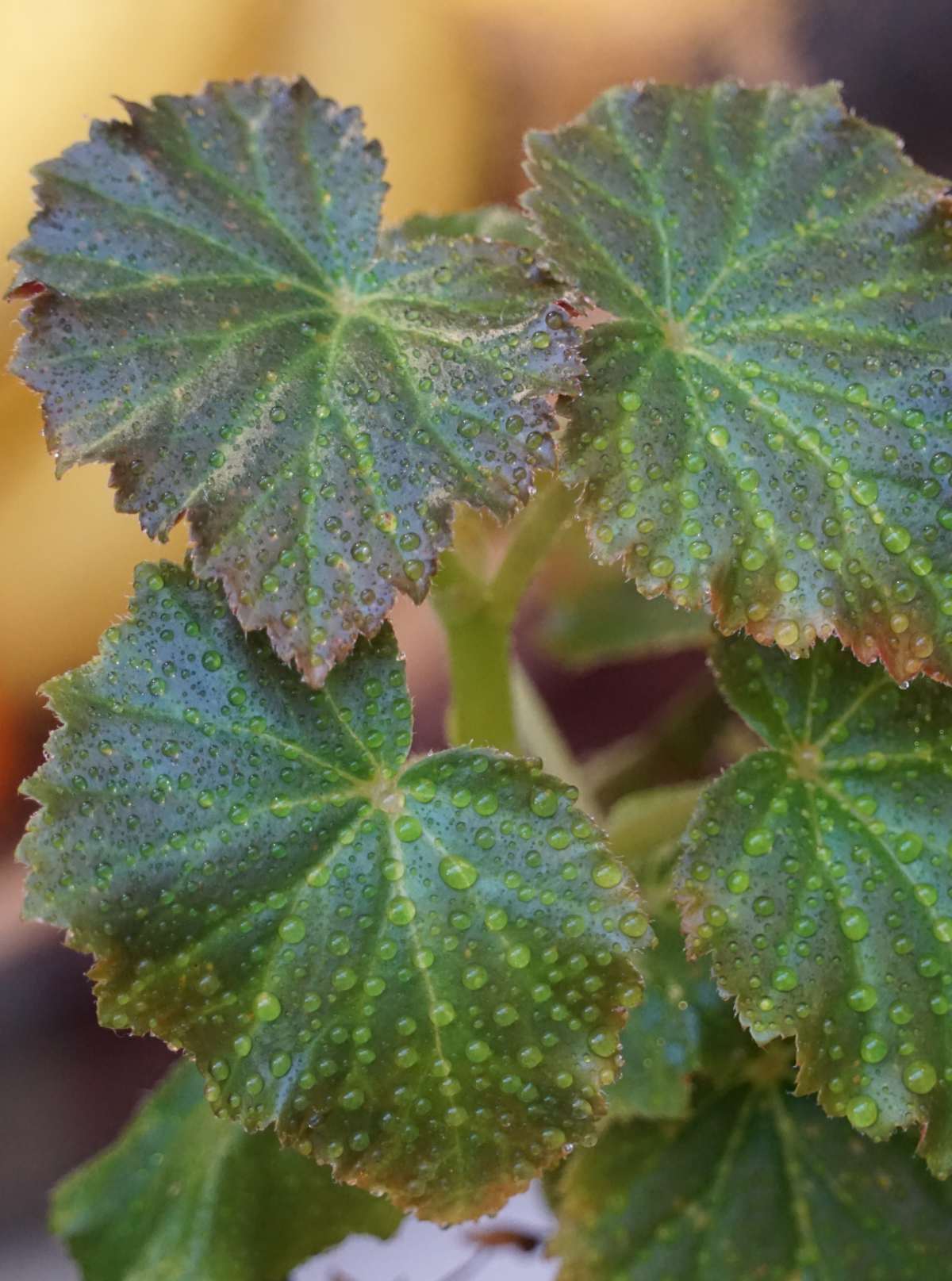 12+ How To Increase Humidity For Plants How to increase humidity for houseplants