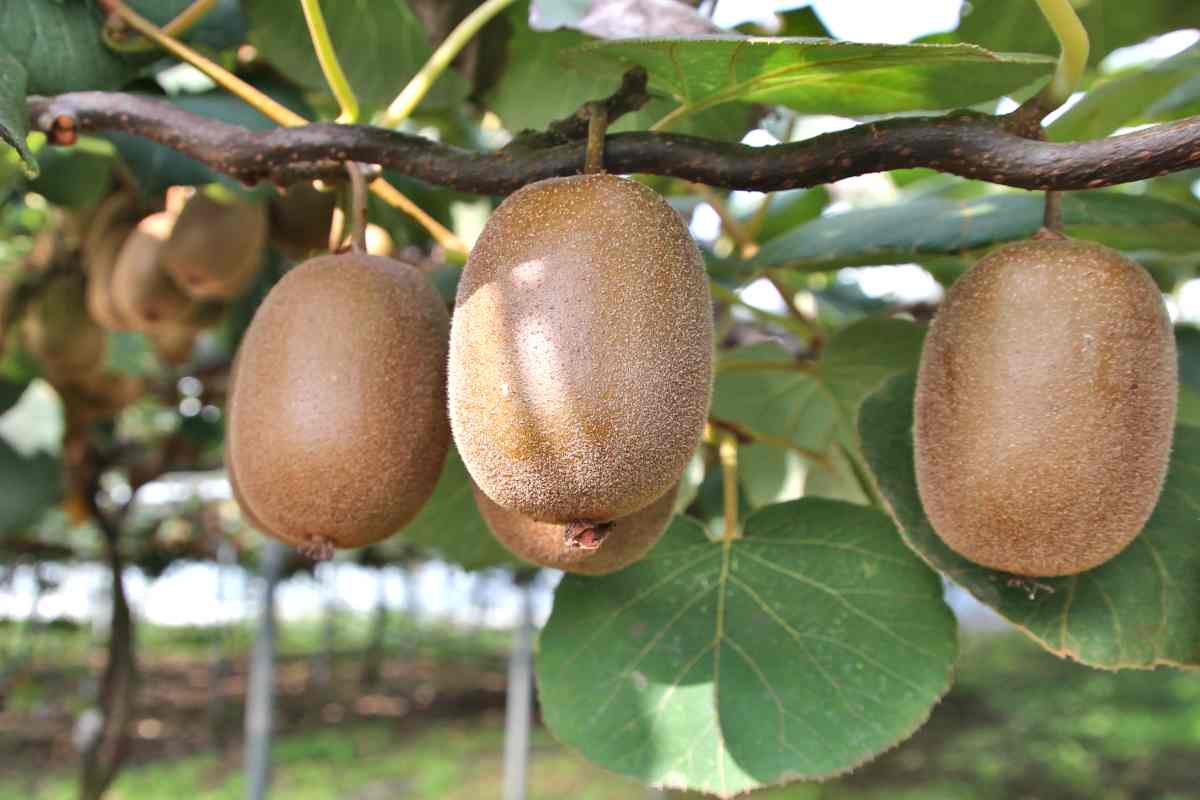 How to grow kiwi fruit