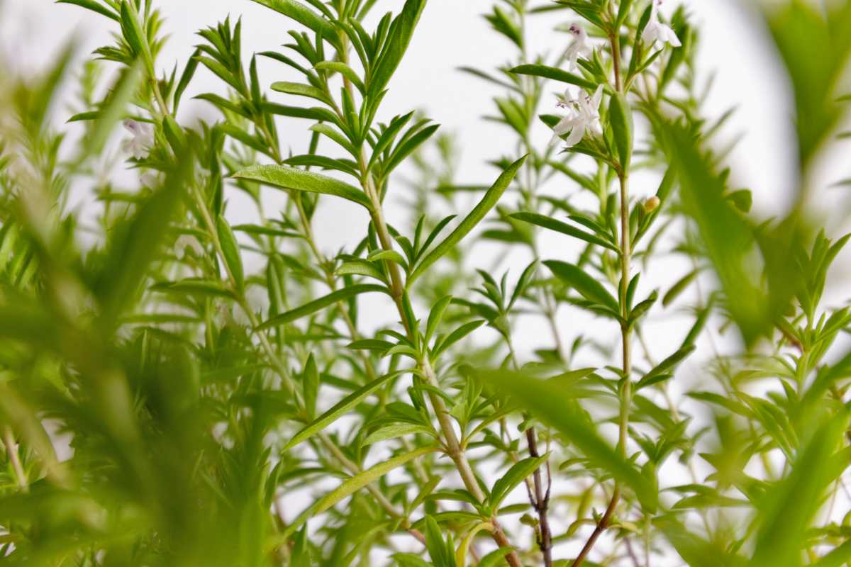 Lemon thyme - tips to care for this citrus-tasting herb