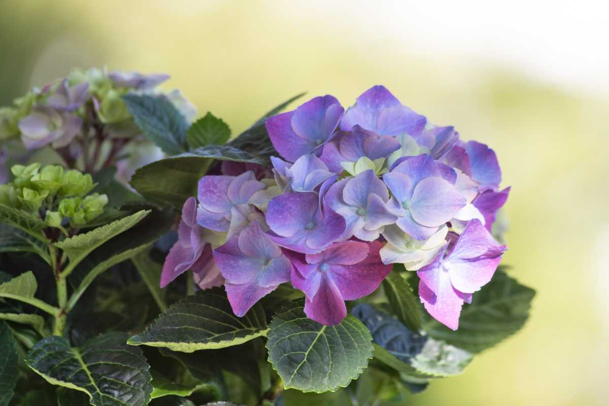 Hortensia, a shrub with fabulous bloom clusters