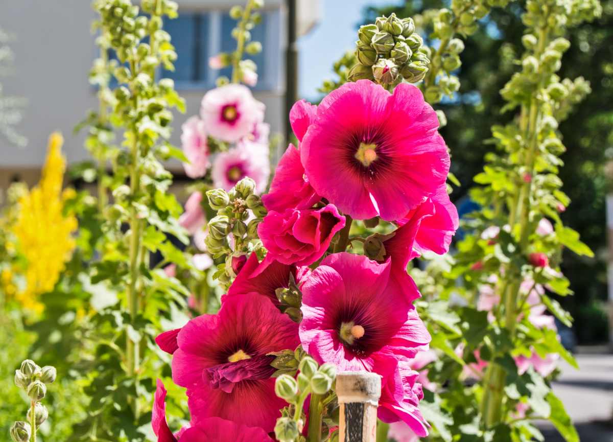 Many different hollyhocks blooming in an urban landscape