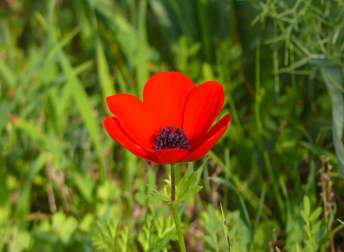 Single red poppy anemone in field