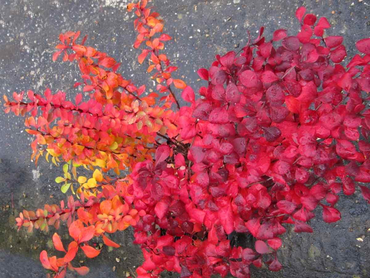 Barberry - planting, pruning, care and cute varieties