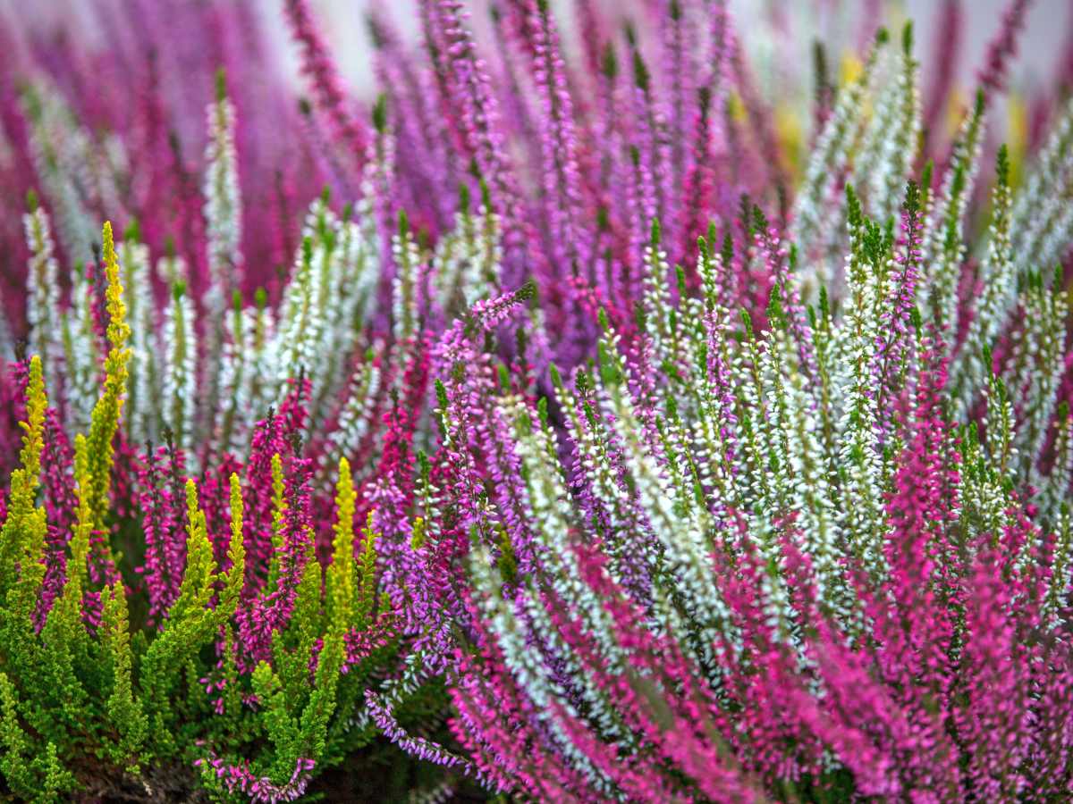 Heather Short And Beautiful Care Pruning Types Fertilizer Heather Short And Beautiful Care Pruning Types Fertilizer