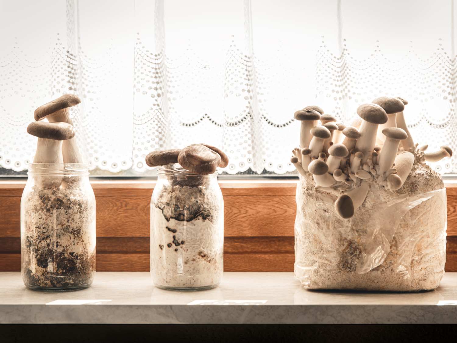 How to grow mushrooms on coffee grounds