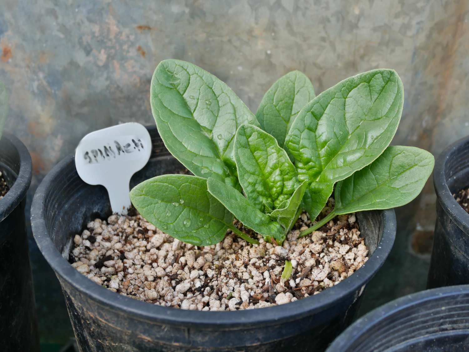 Growing spinach in pots