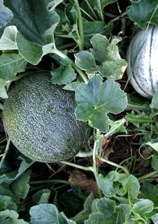 Melon growing in a vegetable patch