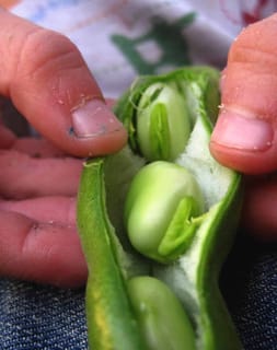 Opening a fresh broad bean