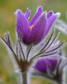 Violet pasqueflower opening up