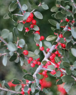 Leaves and berries on an Ilex vomitoria twig.