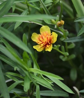 Tarragon leaves with a golden yellow flower blooming.