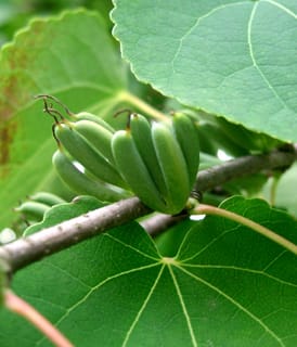 Seed pods of the katsura tree on branch, for sowing