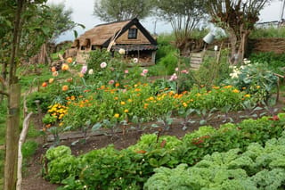 Crop rotation in a vegetable patch