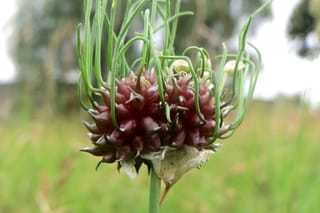 Rocambole, or sand leek, flower containing cloves