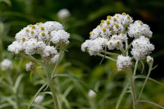 Pearly everlasting, a flower that can cope with drought