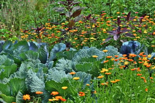 Natural tips for an organic vegetable patch