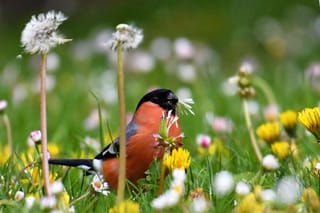 Attracting birds to the garden means making them want to stay