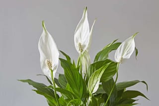 Peace Lily plant - Spathiphyllum