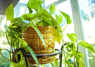 Potted pothos on wrought iron stand