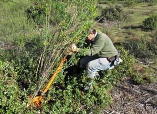 French Broom being pulled out to control this invasive plant out of its native range.