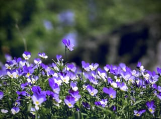 Field of violets in full bloom