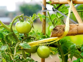 Tomato plants with a makeshift tie and stake