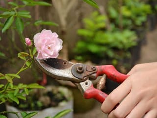 Pruning bush roses