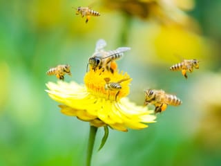 improve pollination