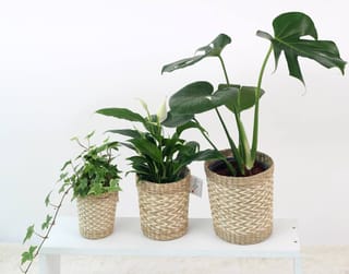 Air-purifying plants in wicker baskets