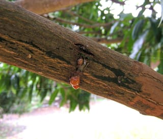 Canker on the branch of a fruit tree with a drop of sap.
