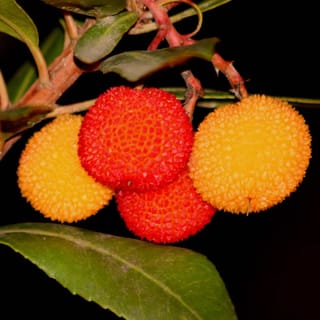 Fruits of the strawberry tree ripening on the branch.
