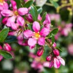 Escallonia - planting, pruning, and caring for escallonia