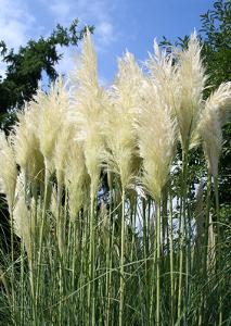 Pampas grass - trimming and care