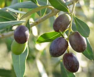 Olive tree - pruning, care and diseases of olive trees