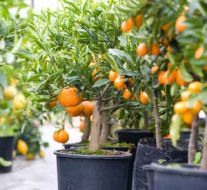 orange tree greenhouse