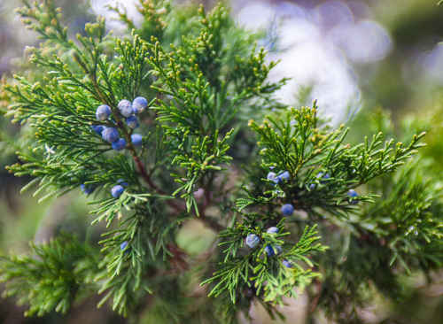 Symbolic new year and winter plants