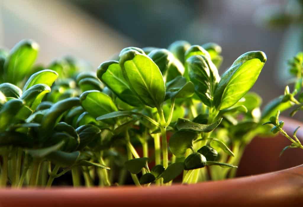 Basilicum kweken uit zaailingen in een pot.