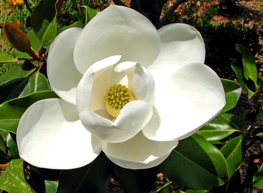Magnolia - colors, fragrances and planting different Magnolia varieties