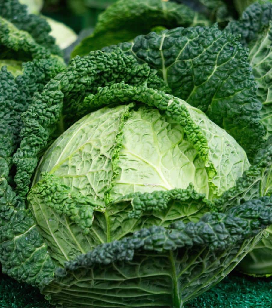 White, Savoy cabbage and Kale - sowing, planting, growing and harvest