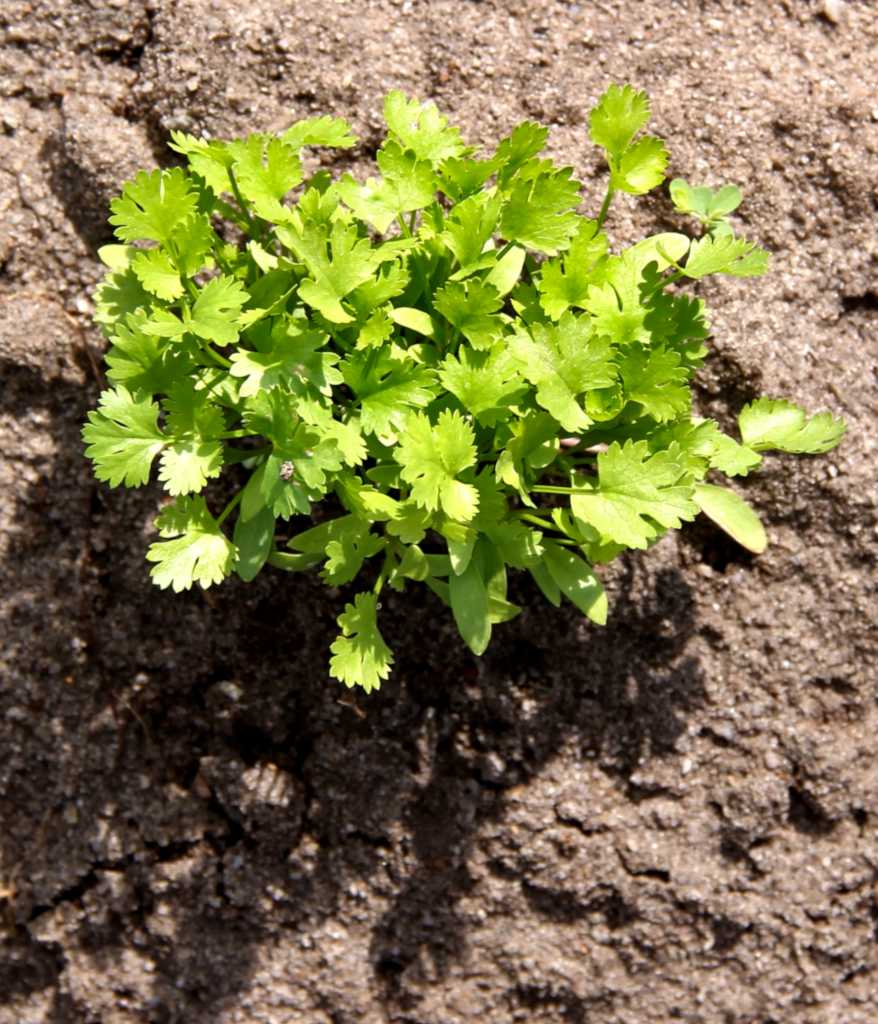 Coriander Growing Sowing And Harvest Of Both Leaves And Seeds