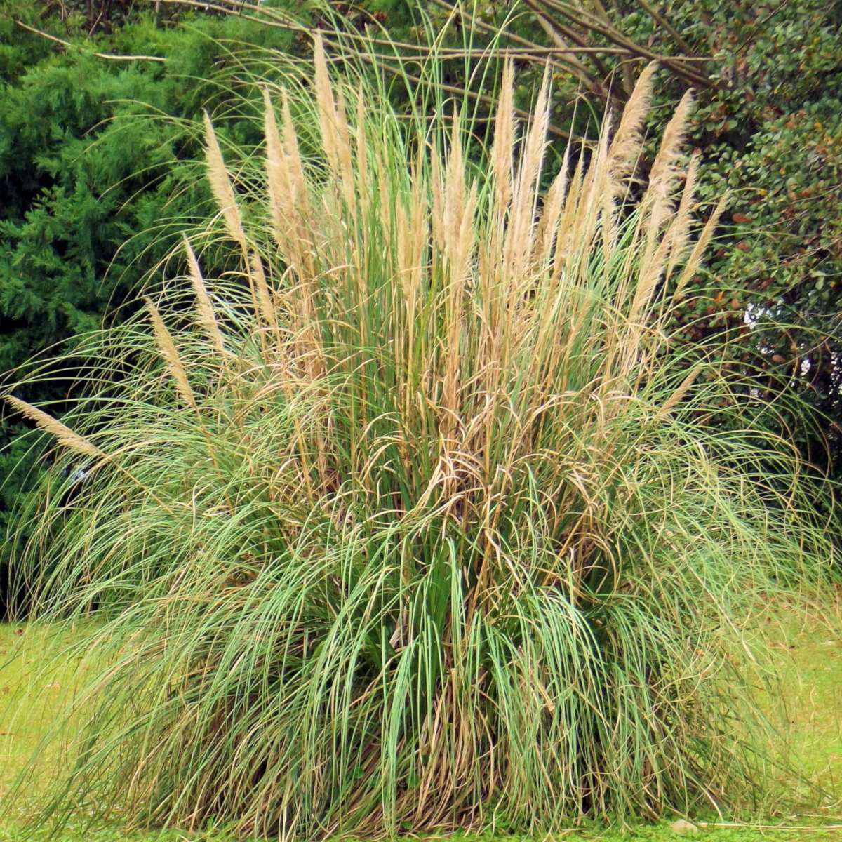 Pampas grass - trimming and care
