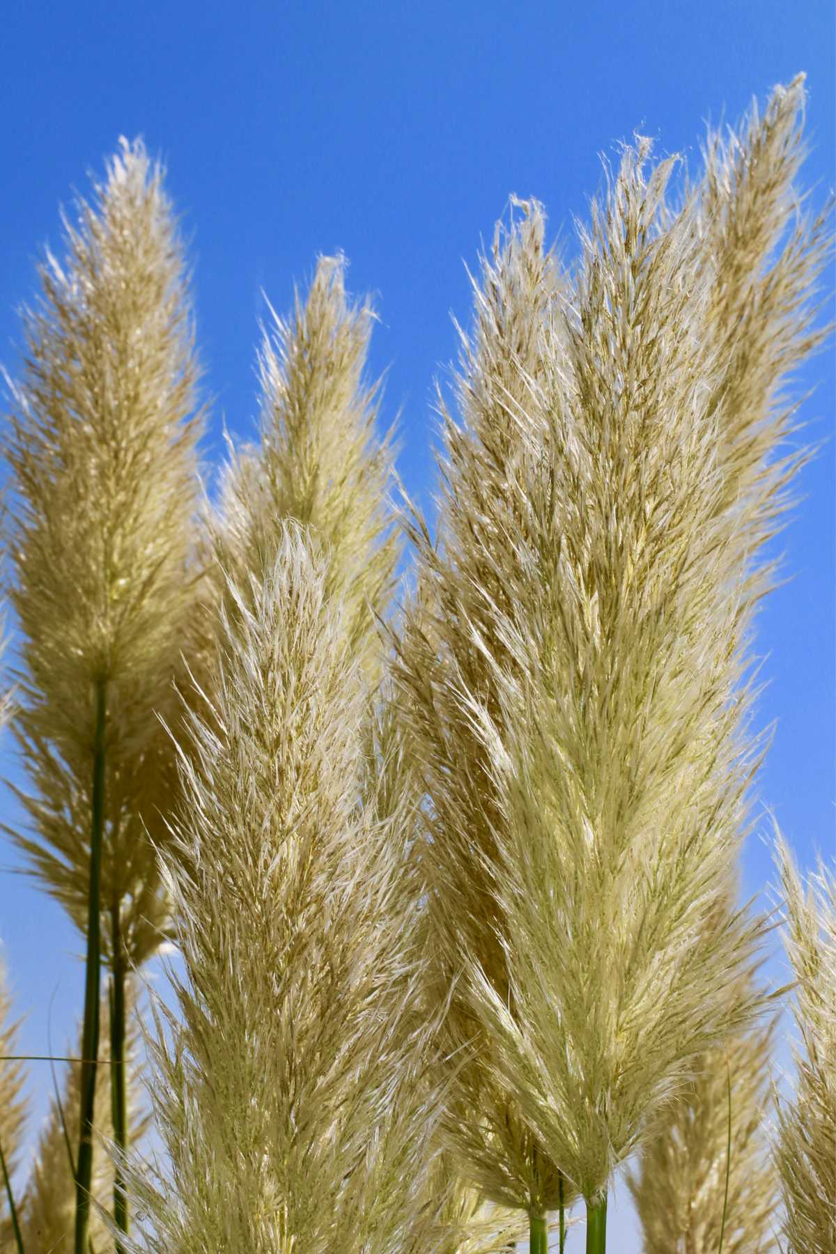 Pampas Grass Trimming And Care