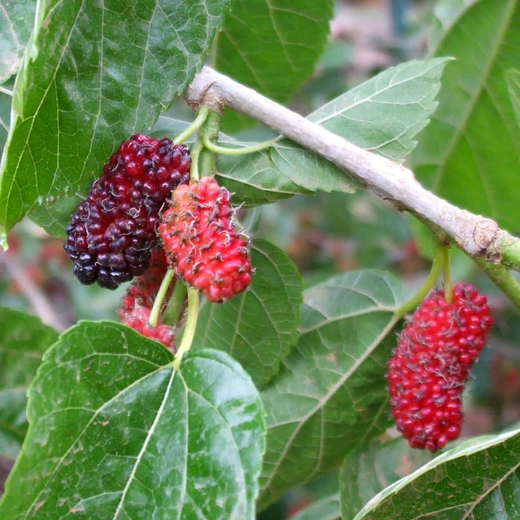 Mulberry Tree Planting Tips