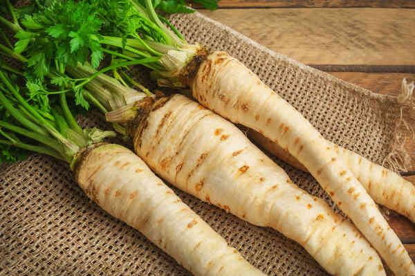 Parsnip - sowing, growing and harvesting parsnips