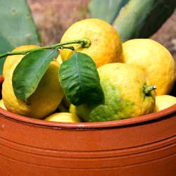 download free pruning lemon trees